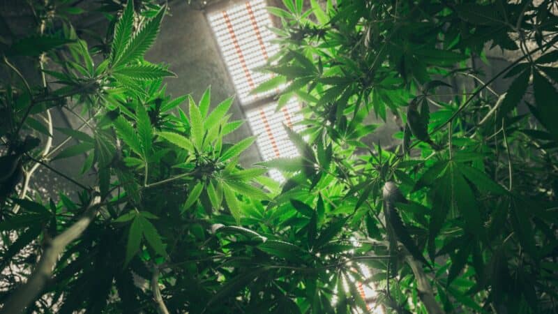 Quel CBD pour traiter l’anxiété ?