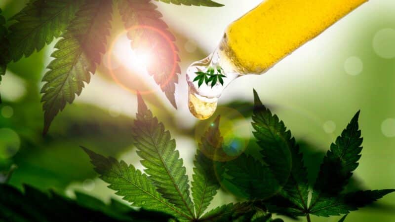 Quel CBD choisir pour maigrir ?